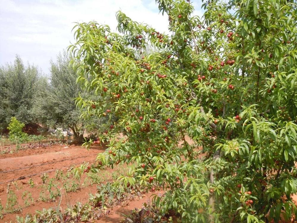 Riad Jnane Ines Ξενοδοχείο Ταρουντάντ Εξωτερικό φωτογραφία